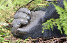 A Gorillas Hand (Gorilla Beringei Beringei) Shown Close Up - In The Mountain Jungles Of Rwanda.	
