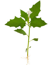 Jimson Weed Plant Isolated On White, Datura Stramonium. The Entire Plant, With Root, Leaves And Flowers