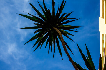 Palm tree against the sky