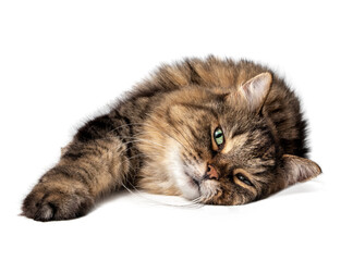 Wall Mural - Long hair tabby cat with beautiful green eyes and long whiskers, lying sideways. Stretched out and relaxed senior cat (14 years) enjoying live. Full body portrait of female cat. Isolated on white.