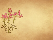Snapdragon Flowers On Old Paper Background And Blank Space