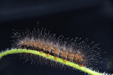 Wall Mural - moth caterpillar