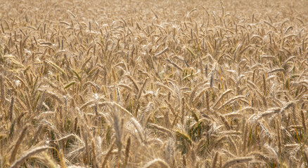 Wheat fields in the summer 