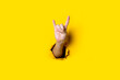 Male hand shows the gesture of goat, rocker goat, horns on a yellow background. Hand gestures