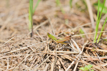 Wall Mural - Camouflage of green meadow grasshoppers in the grass