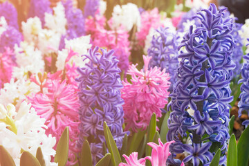 Wall Mural -  hyacinth flowers