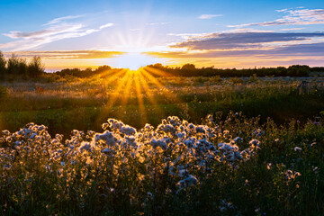 Wall Mural - the sun sets below the horizon and casts the last rays on flowers in the dutch landscape