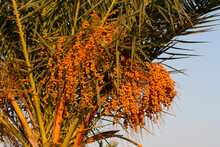 Ripe Fruits Of Date Tree Hang On Tree. Dates Hang On Tree. Tropical Fruits. Close Up Clusters Yellow Ripe Dates Hanging On Date Palm. Riped Date Fruits Clusters Hanging On Palm Tree Photo