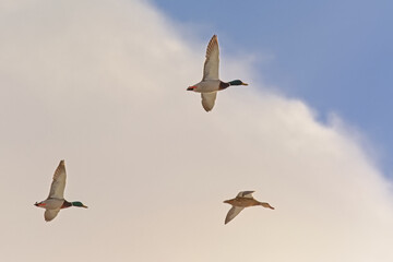 Two male and one female mallard ducks flying with spread wings on a blue sky with soft white clouds, low angle view - Anas platyrhynchos 