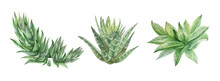 Set Watercolor Hand-drawn Green Succulent Haworthia Home Plant Isolated On White Background. Art Creative Nature Object For Card, Sticker, Wallpaper, Textile Or Wrapping