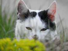 Closeup Shot Of A Beautiful Black White Cat With A Piercing Sneaky Gaze