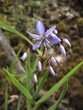 Photo of Stypandra glauca flower or Nodding Blue Lily in the jungle