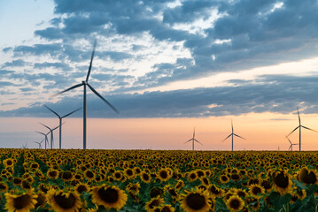 Wind power farm at sunset