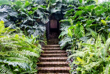 Secret Doors With Stone Stairs Surrounded By Dense Fern And Monstera (Monstera Deliciosa) Green Leaves, Hidden Entrance To The Bunker In Fort Canning Park, Singapore.