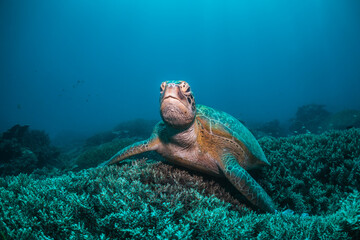 Turtle swimming among coral reef in the wild, underwater scuba diving, reef scene