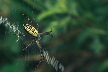 Poster - Cobweb or spider's web against a natural background, Dew drops on a spider .