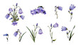 Watercolor botanical elements for the floral arrangement with bluebells flowers