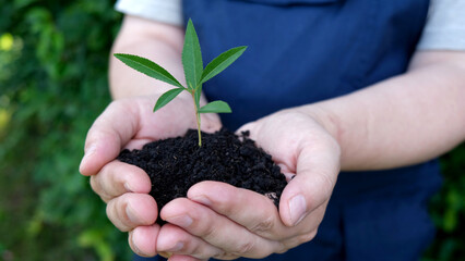 Hands of the farmer wear blue coverall holding the seedlings with the soil. Two hands of the men was carrying a seedlings to be planted into the soil during sunny day in backyard garden.