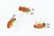 Drosophila suzukii suzuki - commonly called the spotted wing drosophila or SWD. It is a fruit fly a major pest species of many kind of fruits in America and Europe. Flies on a white background.