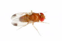 Drosophila Suzuki - Commonly Called The Spotted Wing Drosophila Or SWD. It Is A Fruit Fly A Major Pest Species Of Many Kind Of Fruits In America And Europe. Adult Insect On A White Background.