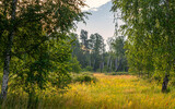 Fototapeta Niebo - Walk through wooded areas and flowering meadows. Hiking.