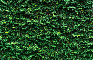 Wall Mural - climbing plant on the wall. small green leaves texture background. ornamental plant in the garden. e