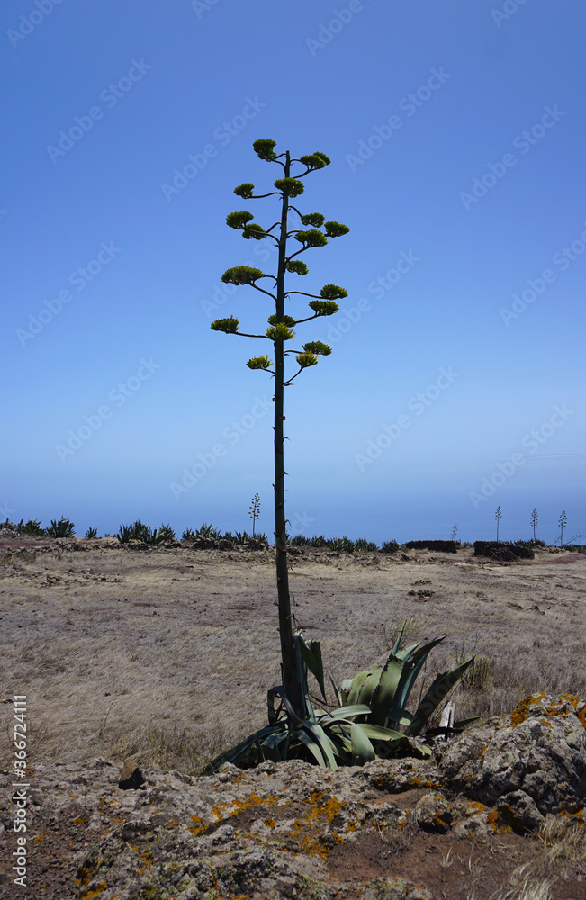 whale's tongue agave agave ovatifolia whale's tongue – AceMegaSucculents