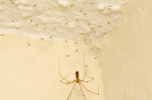 A Cellar Spider, Pholcus Phalangioides, Spider With Newly Hatched Babies Living In A House In Kent, UK. These Are Welcome In The Home As They Eat Unwelcome Spiders.