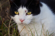 Close Up Of A Face Of A Black And White Domestic Cat That Has Been Hit By A Bullet From An Air Rifle Next To His Left Eye