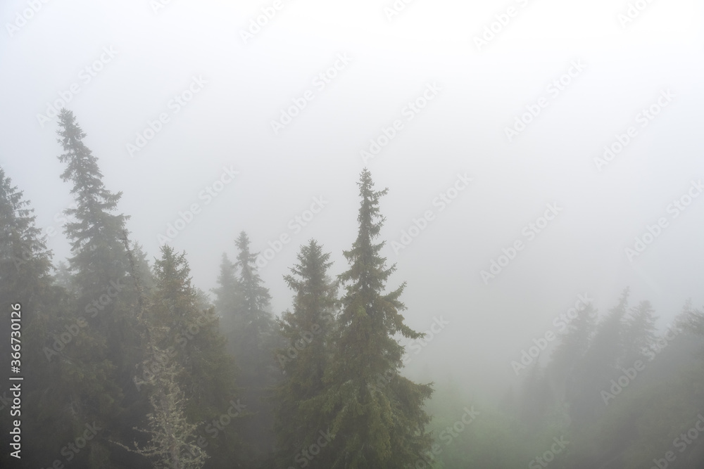 czubki starych świerków widoczne nad gęstą mgłą - obrazy, fototapety, plakaty 