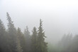 czubki starych świerków widoczne nad gęstą mgłą