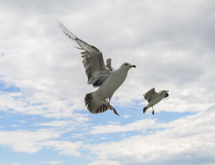 Flying seagulls over blue sky.