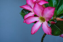 Pink Flower Of The Adenium Obesum Also Known As Desert Rose Or Bangkok Kalachuchi