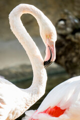 pink flamingo in a zoo