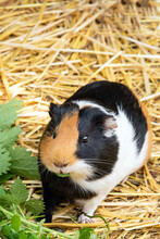 Guinea Pig Looking At Camera. Adorable Fur Pet Eating Nettle Foliage. Funny Little Hairy Rodent Close-up Portrait. Front View Of Domestic Mammal. Happy Young Animal Face Photography.
