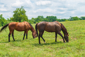 Wall Mural - Horse