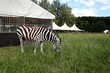 Afrikanisches Zebra beim Abgrasen von frischen grünen Gras in einem Park für wilde Tiere