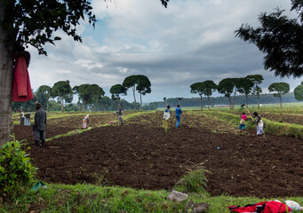 Agriculture in the region of Ruhengeri, Rwanda, Africa