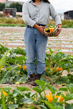 Young Farmer Girl In Linen Shirt And Old Jeans Is Holding A Basket With Fresh Zuccini With Yellow Flowers Just Picked From Garden. Concept Of Agriculture, Organic Products, Farming In The Countryside