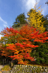 Wall Mural - Colorful trees of momiji in Shirakawa go (Japan)