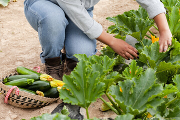 Young farmer girl in linen shirt and old jeans is picking fresh zuccini with yellow flowers from garden bed. Concept of agriculture, organic products, farming in the countryside. Close up