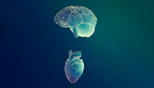 3d Brain And Heart Representing  Emotional Intelligence
