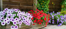 Colorful Flowers For Balcony Or Terrace, Banner