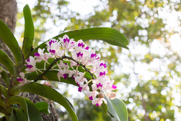 pink and white orchids flower on a green and white bokeh background.spring orchid flowers taken at an exhibition in Thailand during the day time.selective focus.