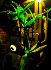 Sticker - Vertical shot of a green plant under a lamp light with wooden shelves on the background