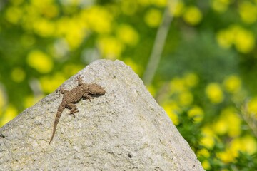 Canvas Print - A moorish gecko, Tarentola mauritanica, basking on a rock with a bokeh background of yellow flowers