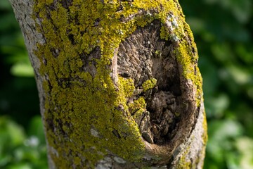 Sticker - A tree trunk covered with yellow green moss and lichens.