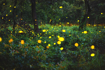 Wall Mural - Firefly flying in the forest. Fireflies in the bush at night in Prachinburi Thailand. Long exposure photo.	
