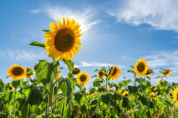 Poster - Sunflowers in the Loire Valley Chinon France