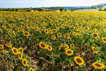 Poster - Sunflowers in the Loire Valley Chinon France